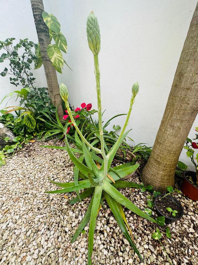 Hotel Nicte Ha Tulum Dış mekan fotoğraf